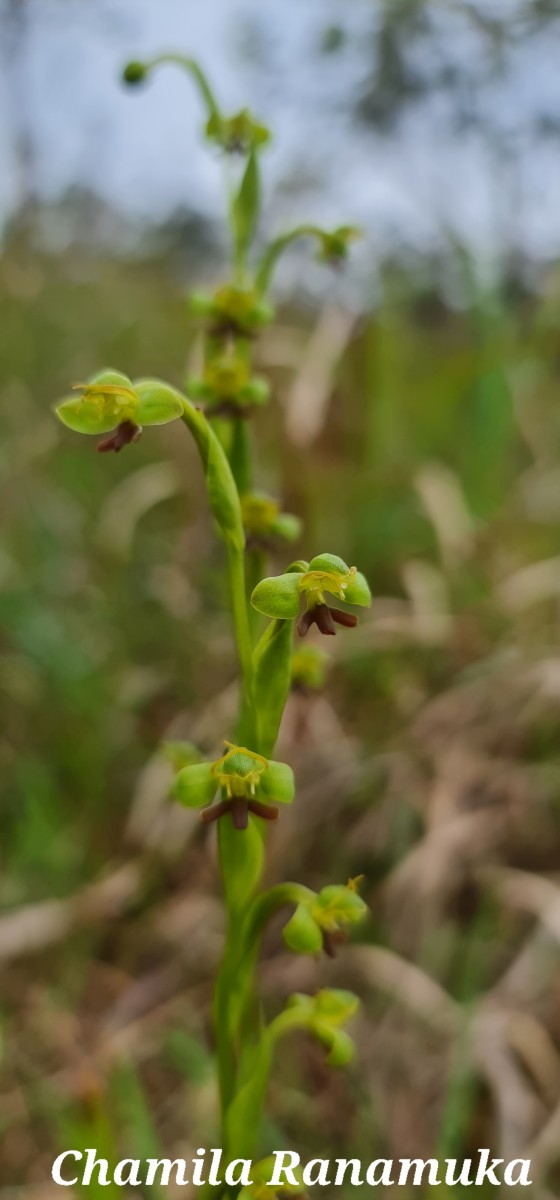 Habenaria acuminata (Thwaites) Trimen